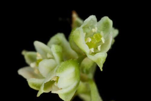 Fallopia scandens #48